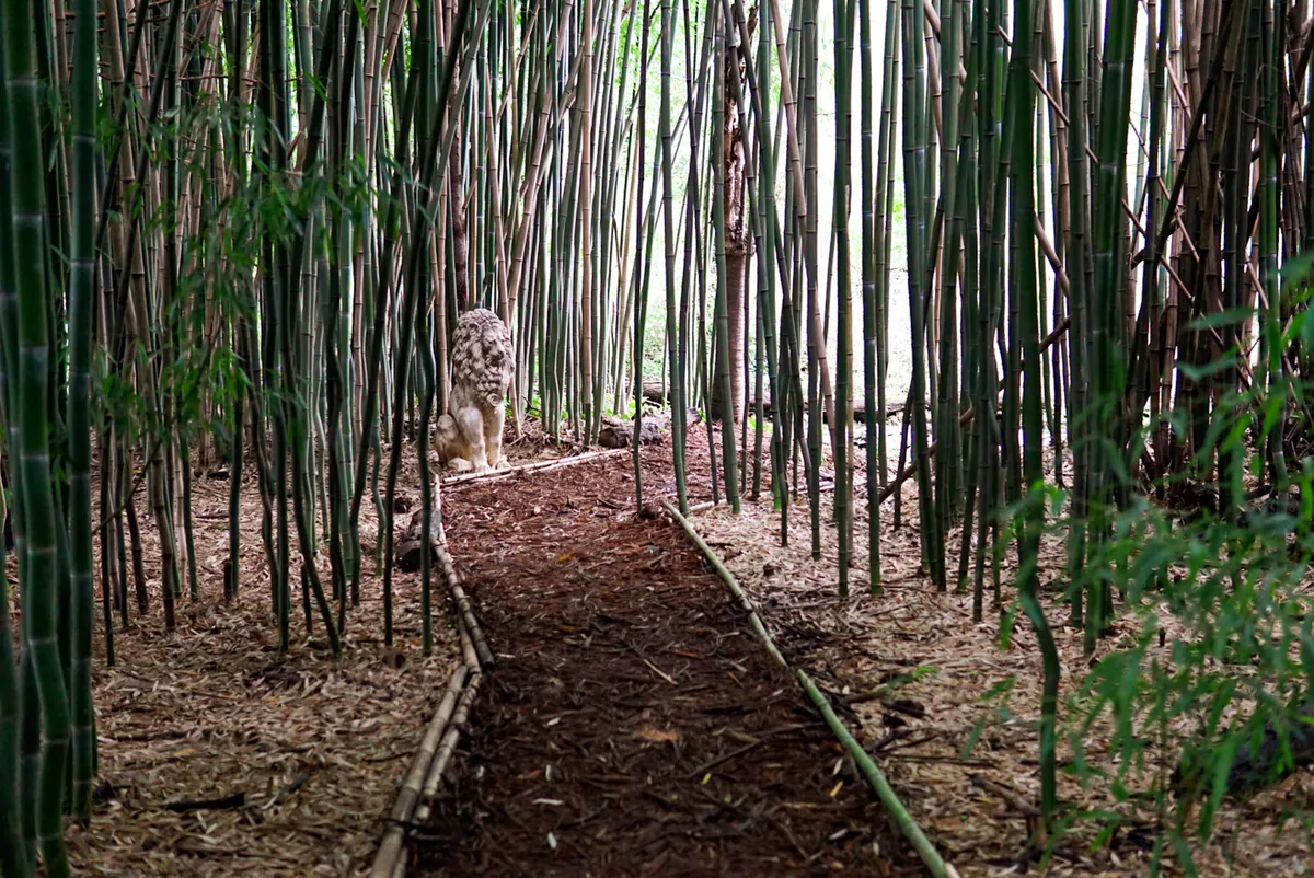 a path through a bamboo forest at the botanical gardens of the museum of the Shenandoah valley