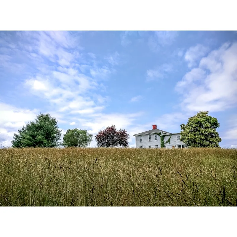 an old farmhouse on the horizon surrounded by trees with a slightly cloudy blue sky and tall yellow grass in the foreground