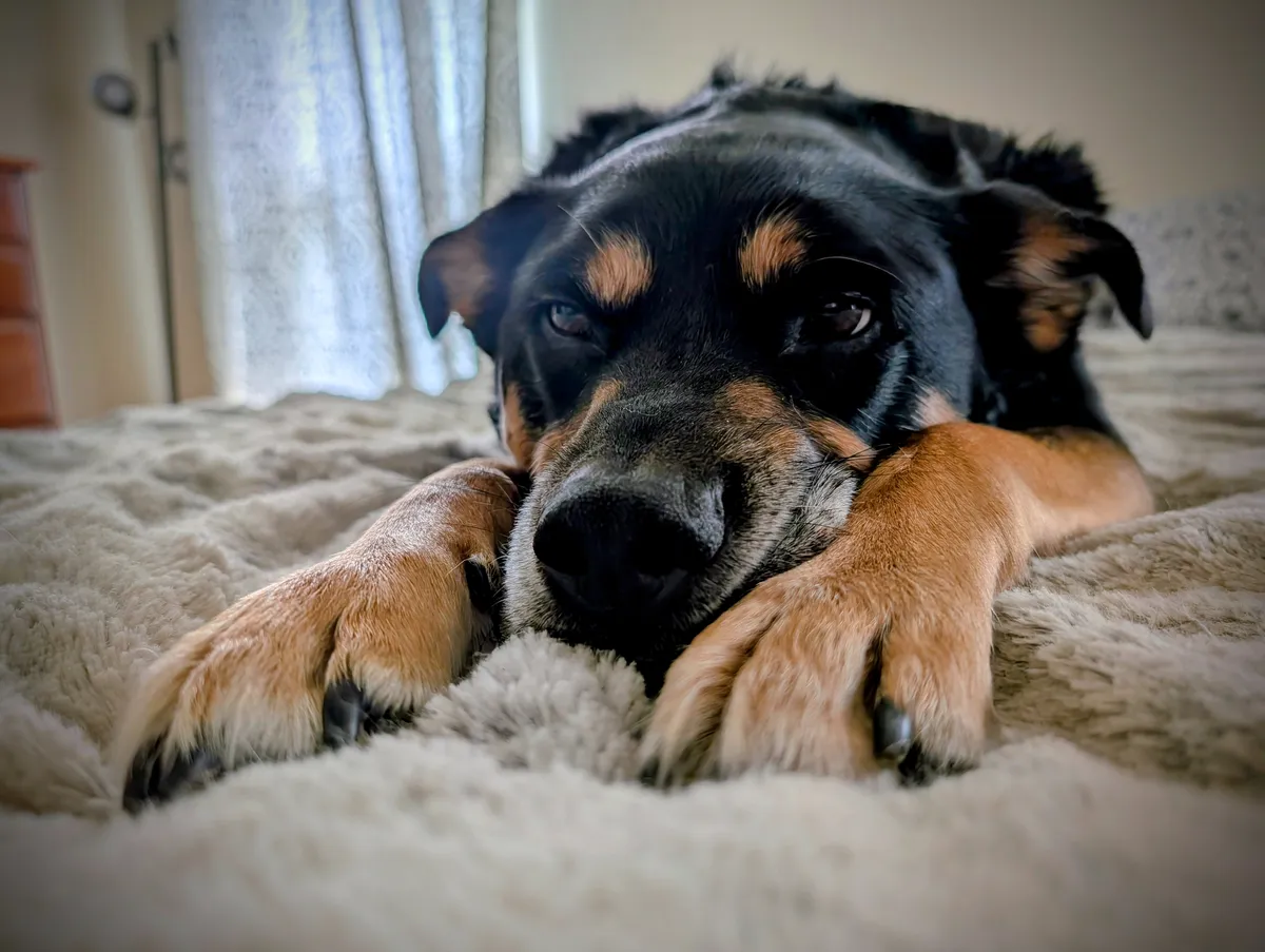 My black and brown dog Anakin laying on my bed with his head on his paws